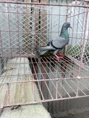 Giribaz Pigeon