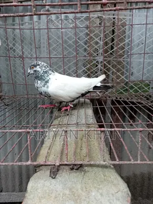 Giribaz Pigeon