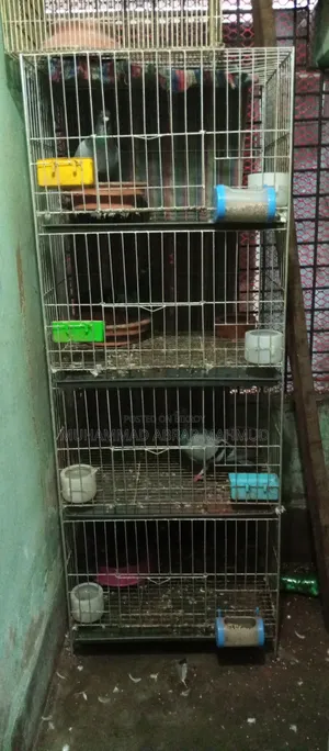 কবুতরের খাঁচা