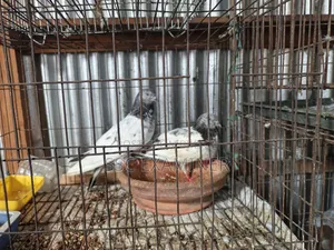 Running Pigeon