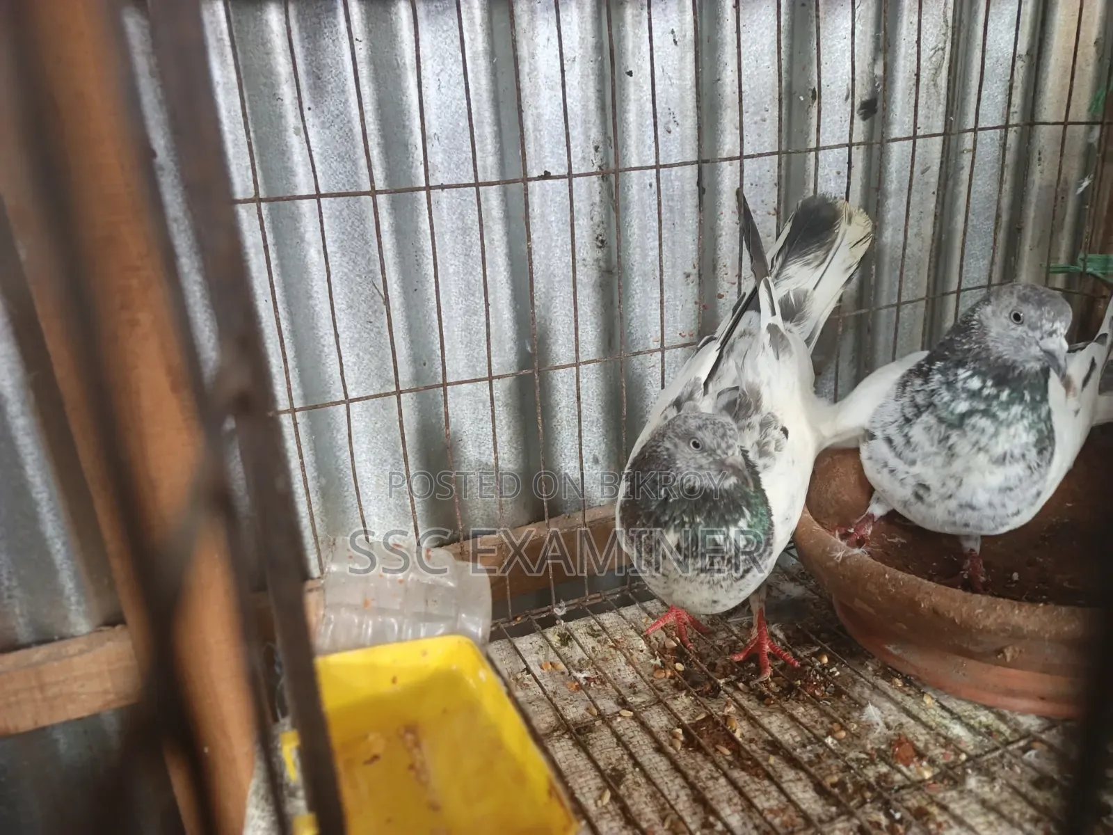 Running Pigeon