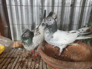 Running Pigeon