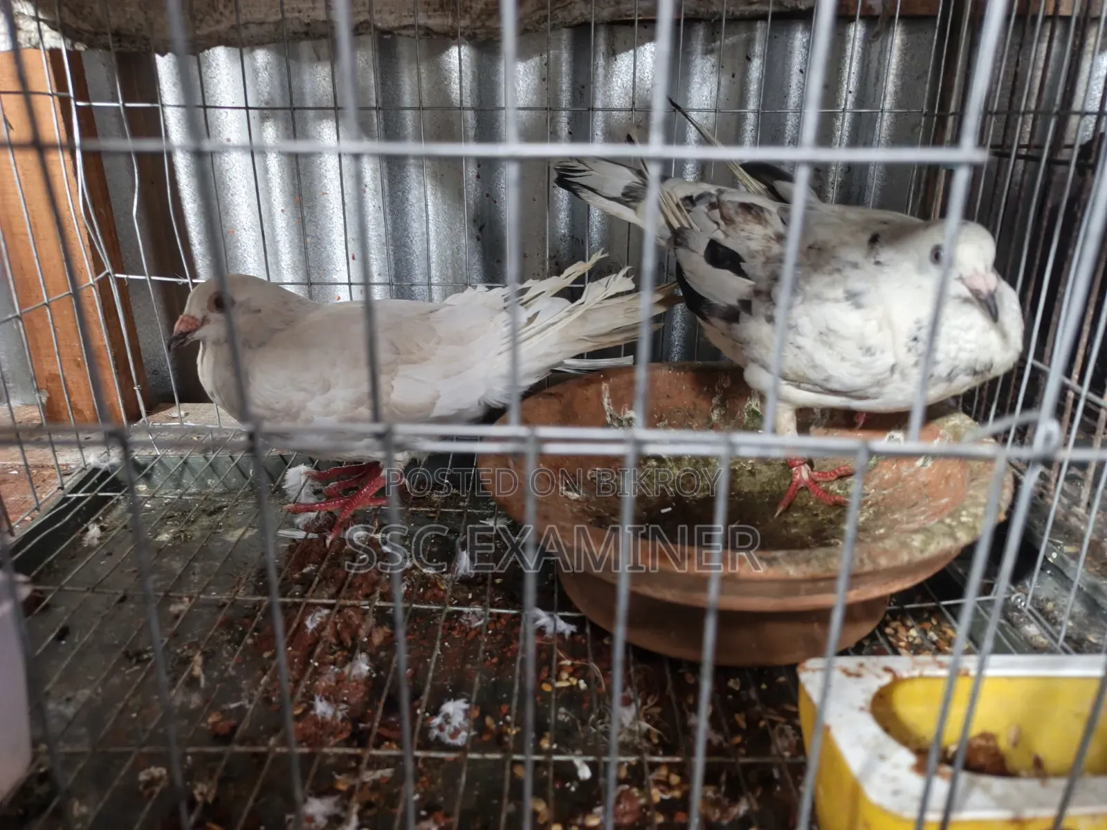 Running Grizzle Pigeon
