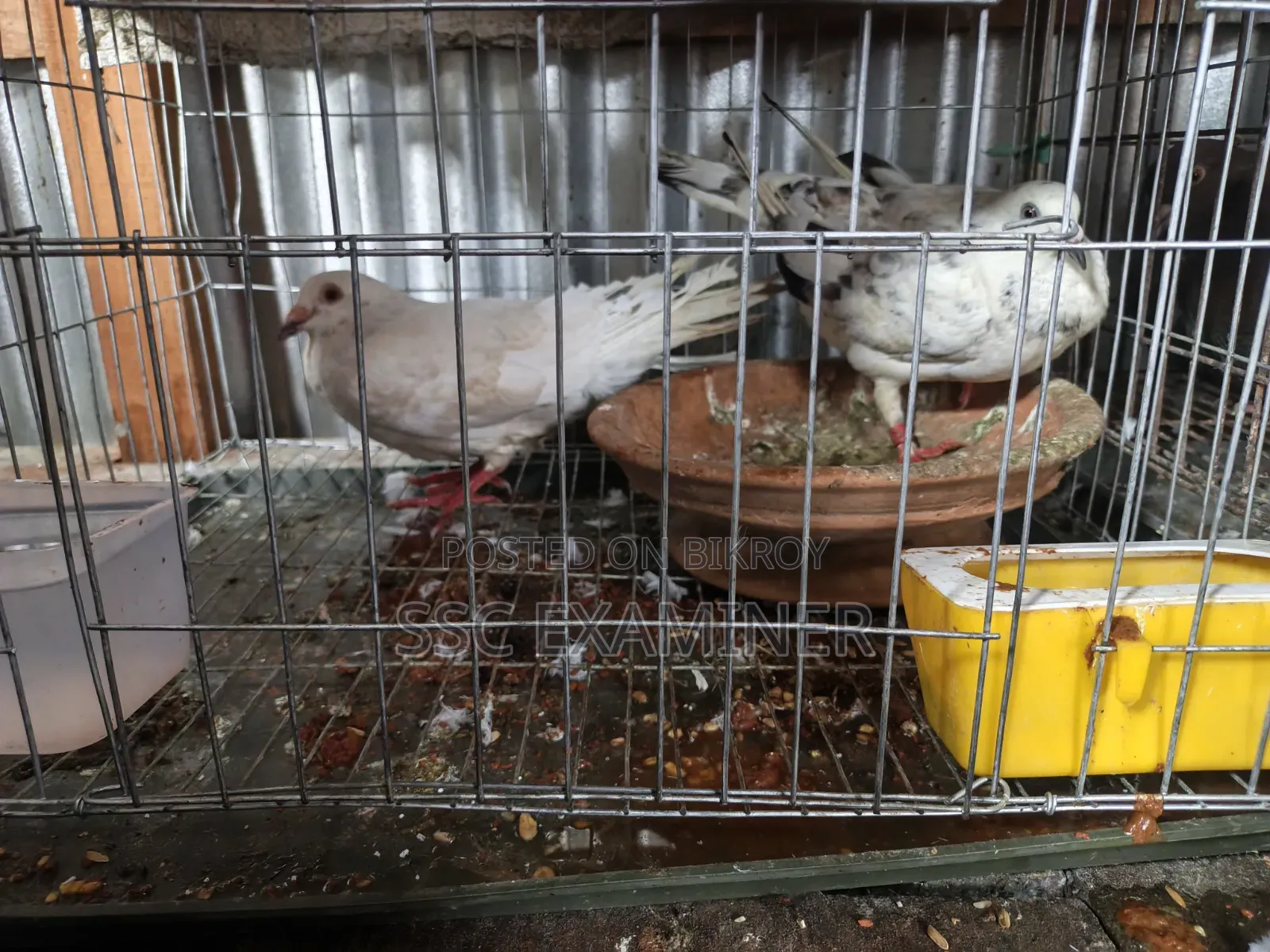 Running Grizzle Pigeon