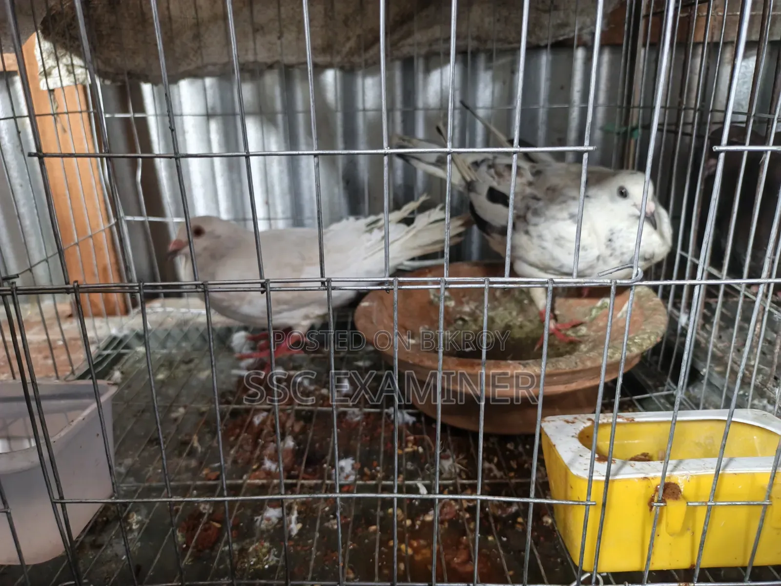 Running Grizzle Pigeon