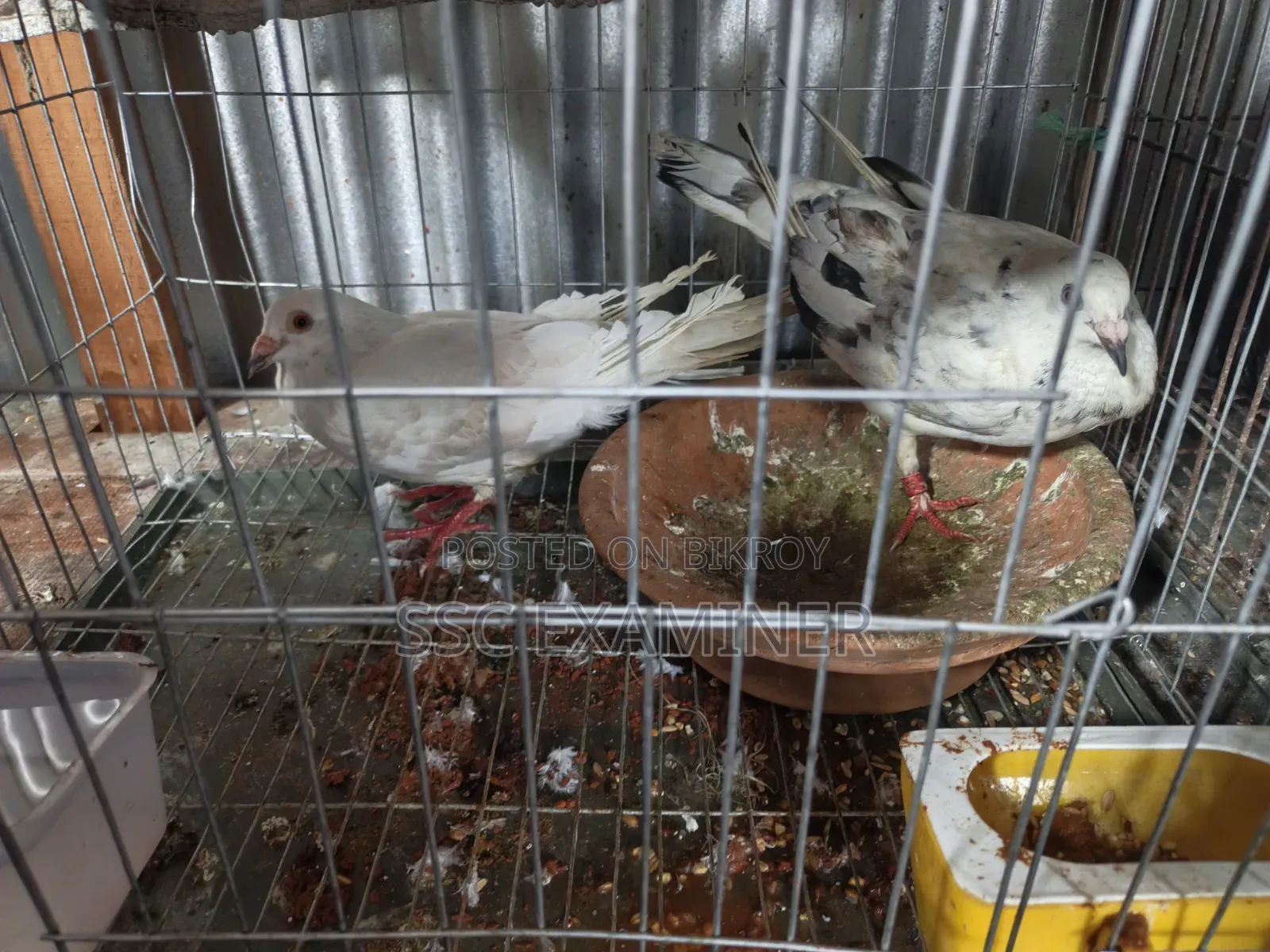 Running Grizzle Pigeon