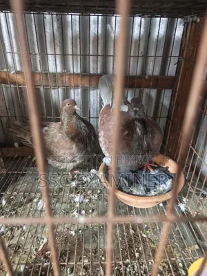 Running King Pigeon
