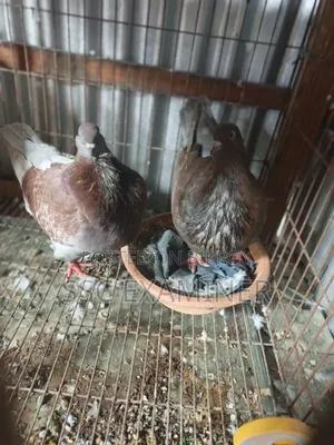 Running King Pigeon