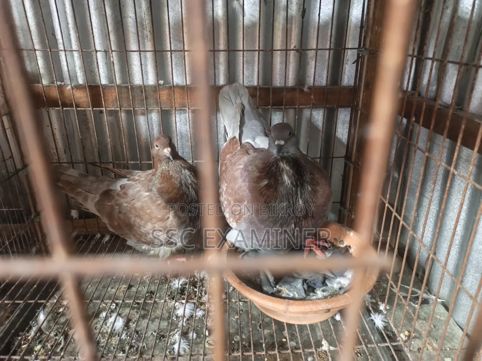 Running King Pigeon