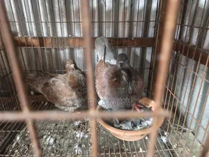 Running King Pigeon