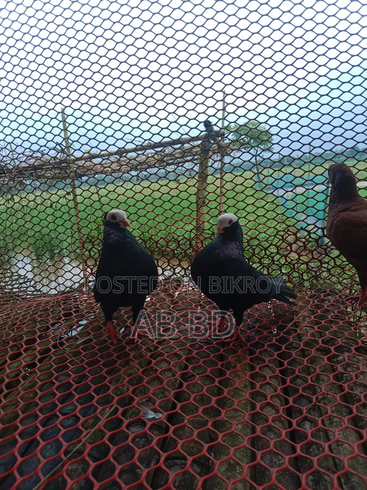 একজোরা রানিং ডিম বাচ্ছা করা মক্কি কবুতর