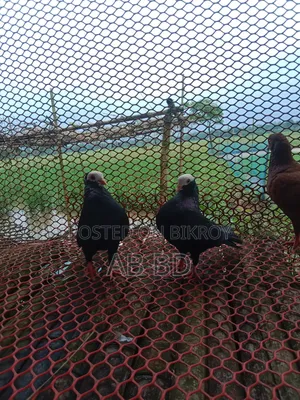 একজোরা রানিং ডিম বাচ্ছা করা মক্কি কবুতর