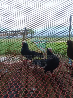 একজোরা রানিং ডিম বাচ্ছা করা মক্কি কবুতর