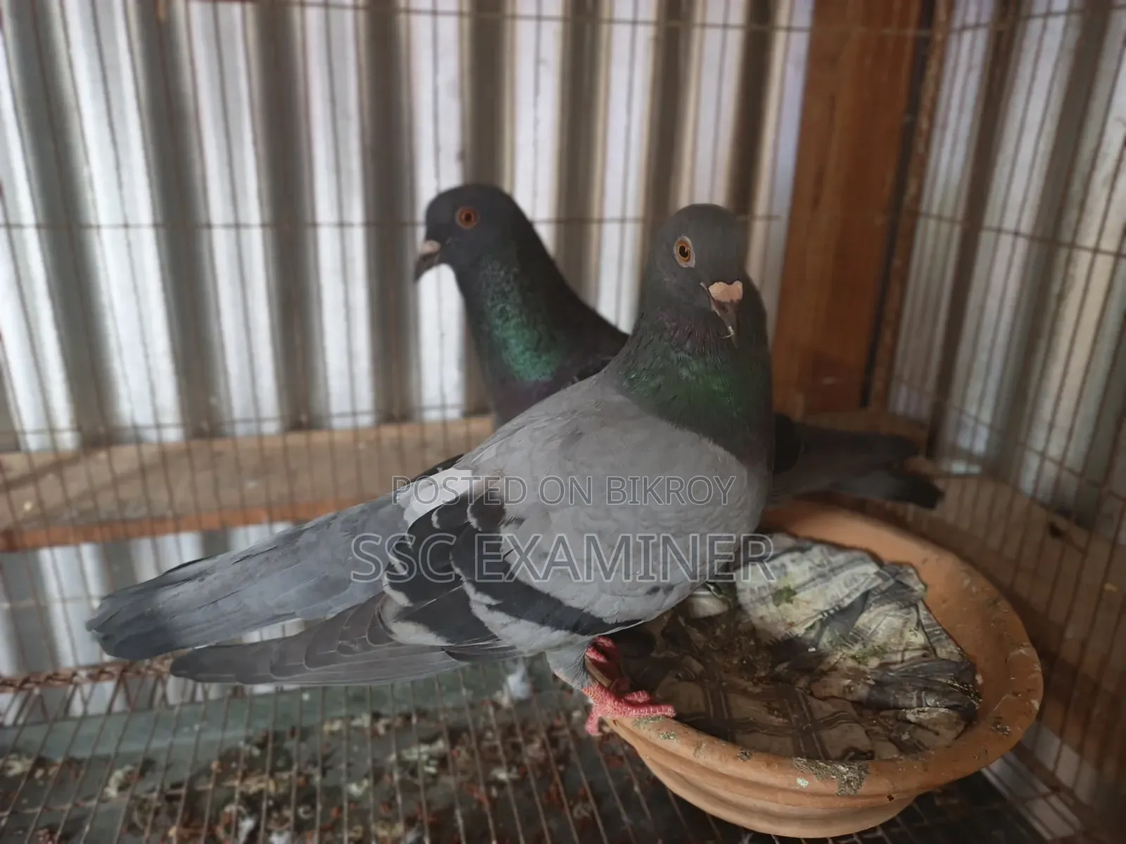 Subzi Racer Pigeon