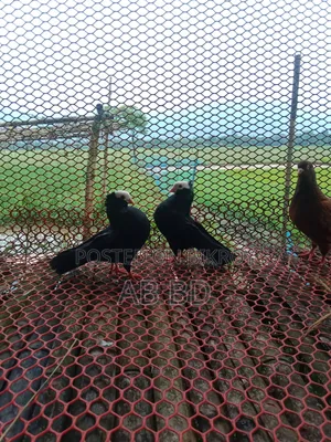 একজোরা রানিং ডিম বাচ্ছা করা মক্কি কবুতর