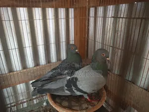 Subzi Racer Pigeon