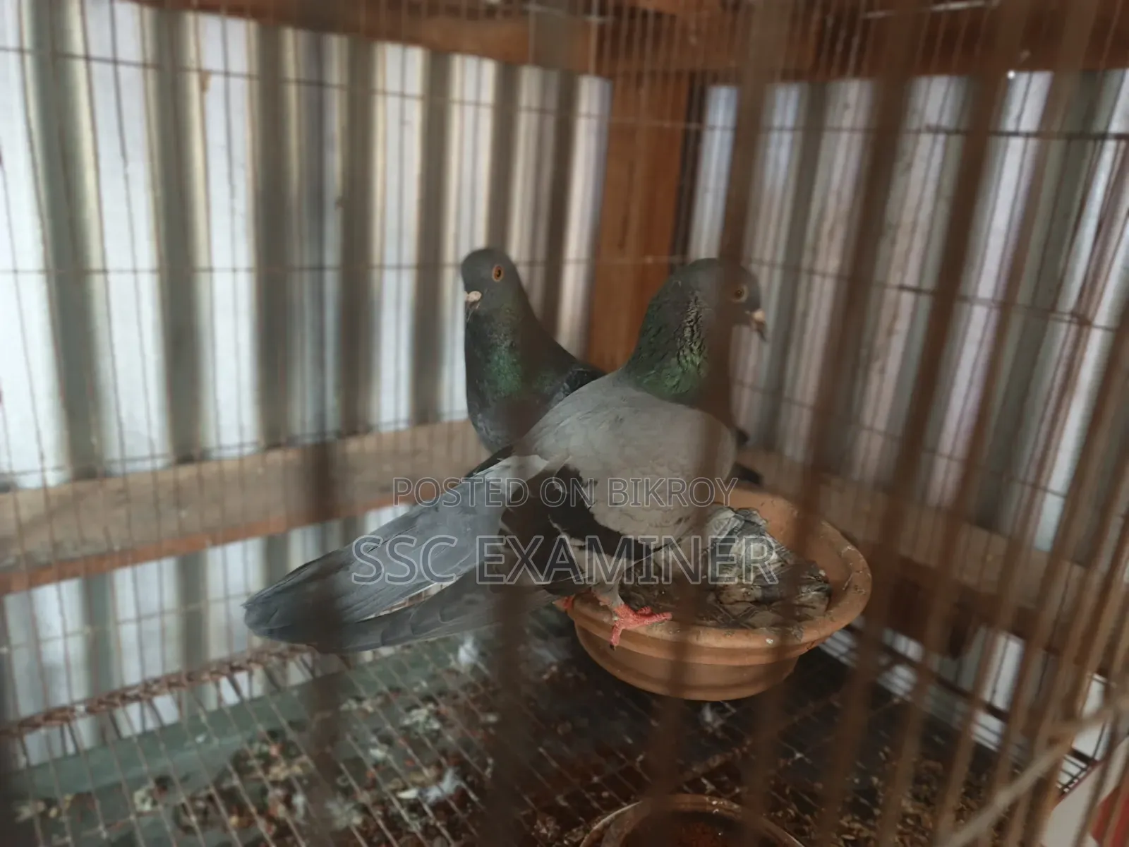 Subzi Racer Pigeon