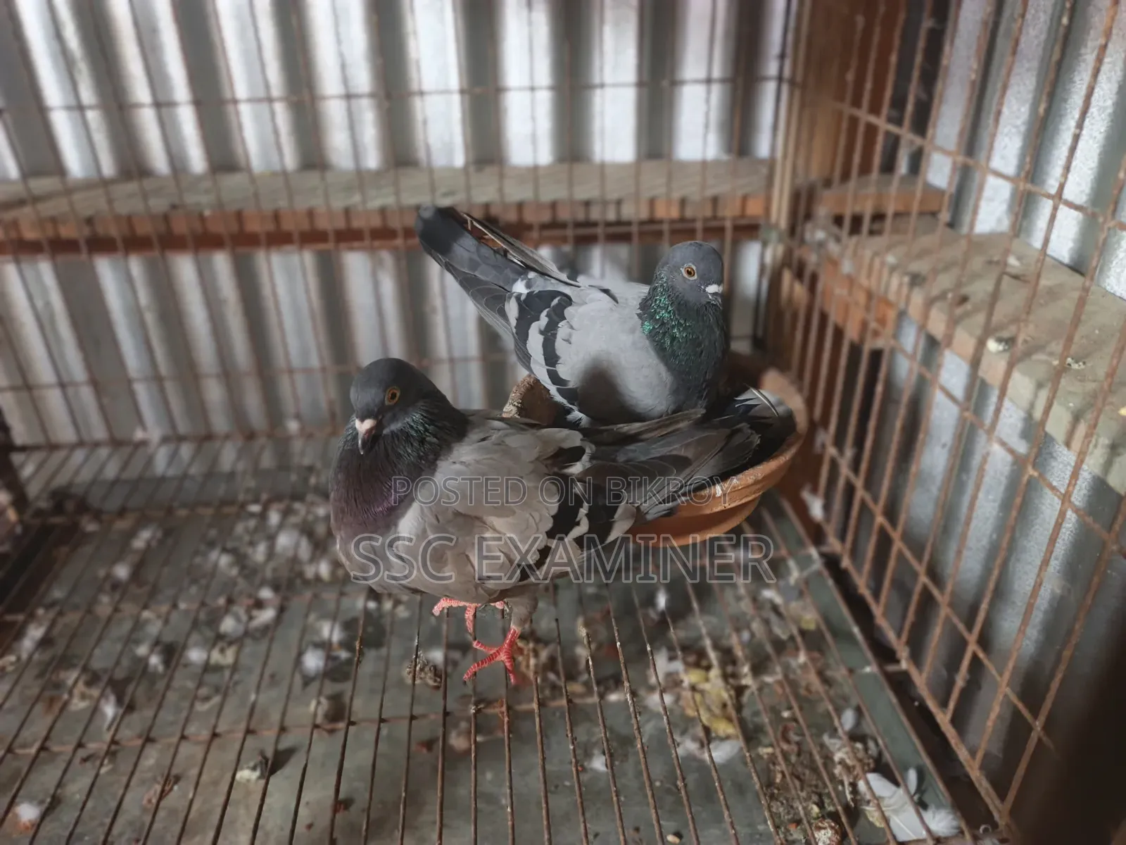 Subzi Racer Pigeon
