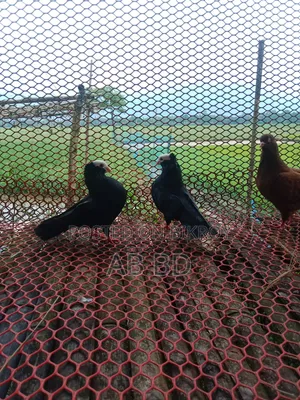 একজোরা রানিং ডিম বাচ্ছা করা মক্কি কবুতর