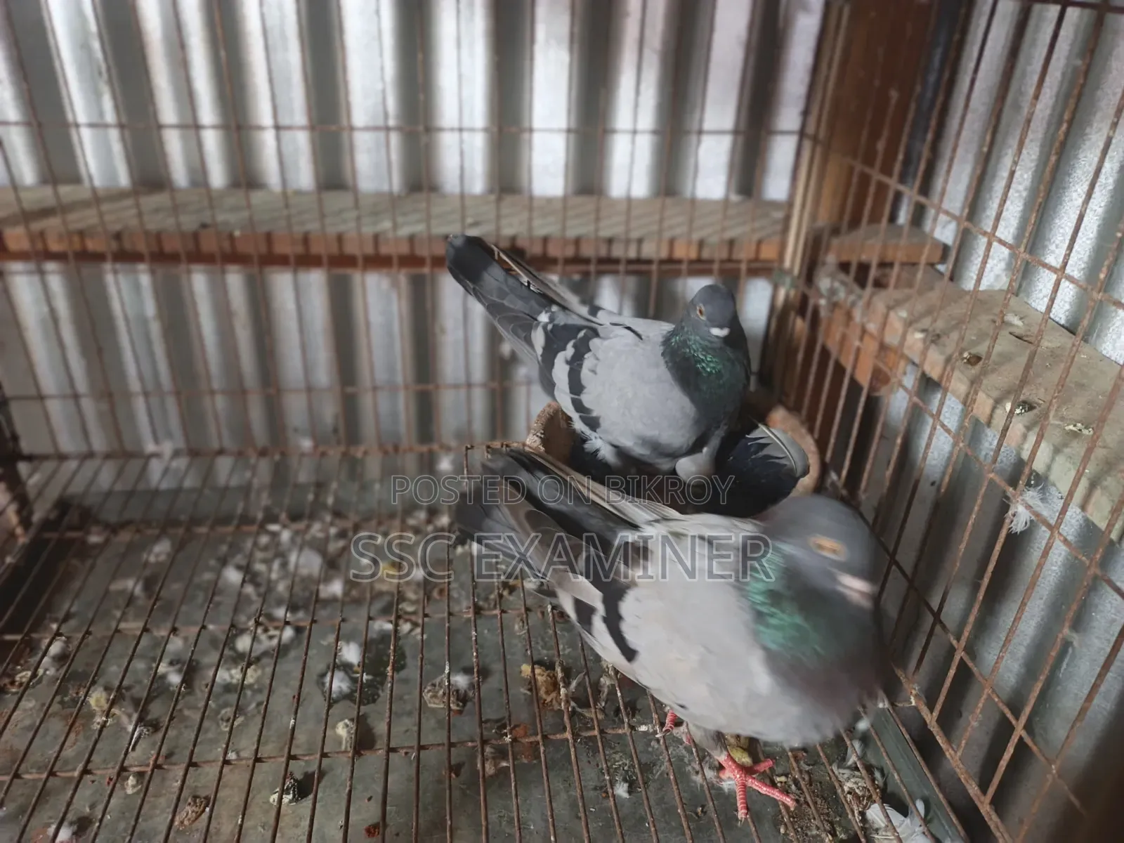 Subzi Racer Pigeon