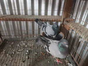 Subzi Racer Pigeon