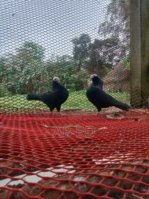 একজোরা রানিং ডিম বাচ্ছা করা মক্কি কবুতর