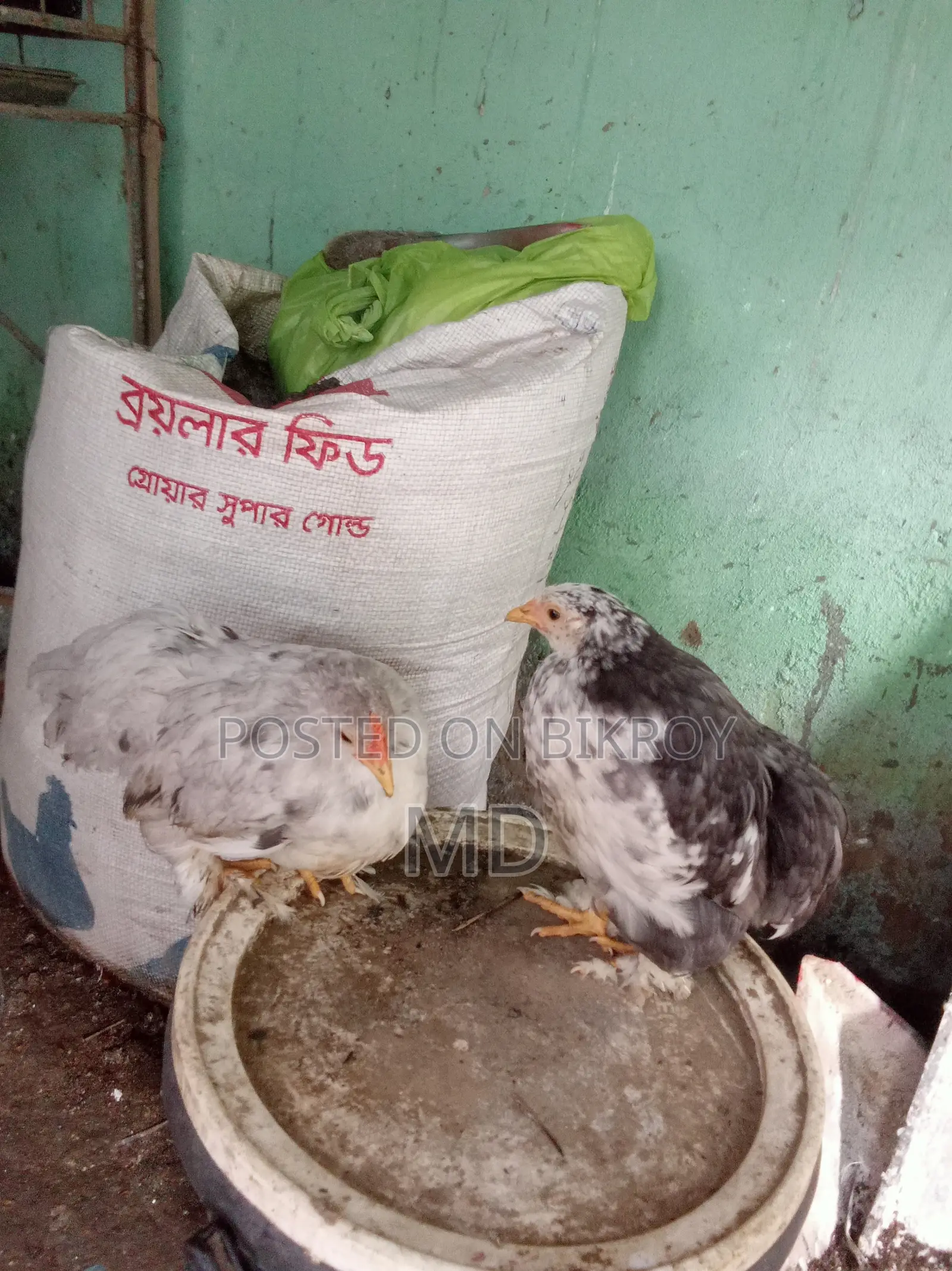 কোচিন মুরগি ২ টা