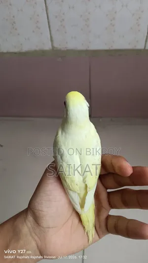 Budgie Bird Chicks
