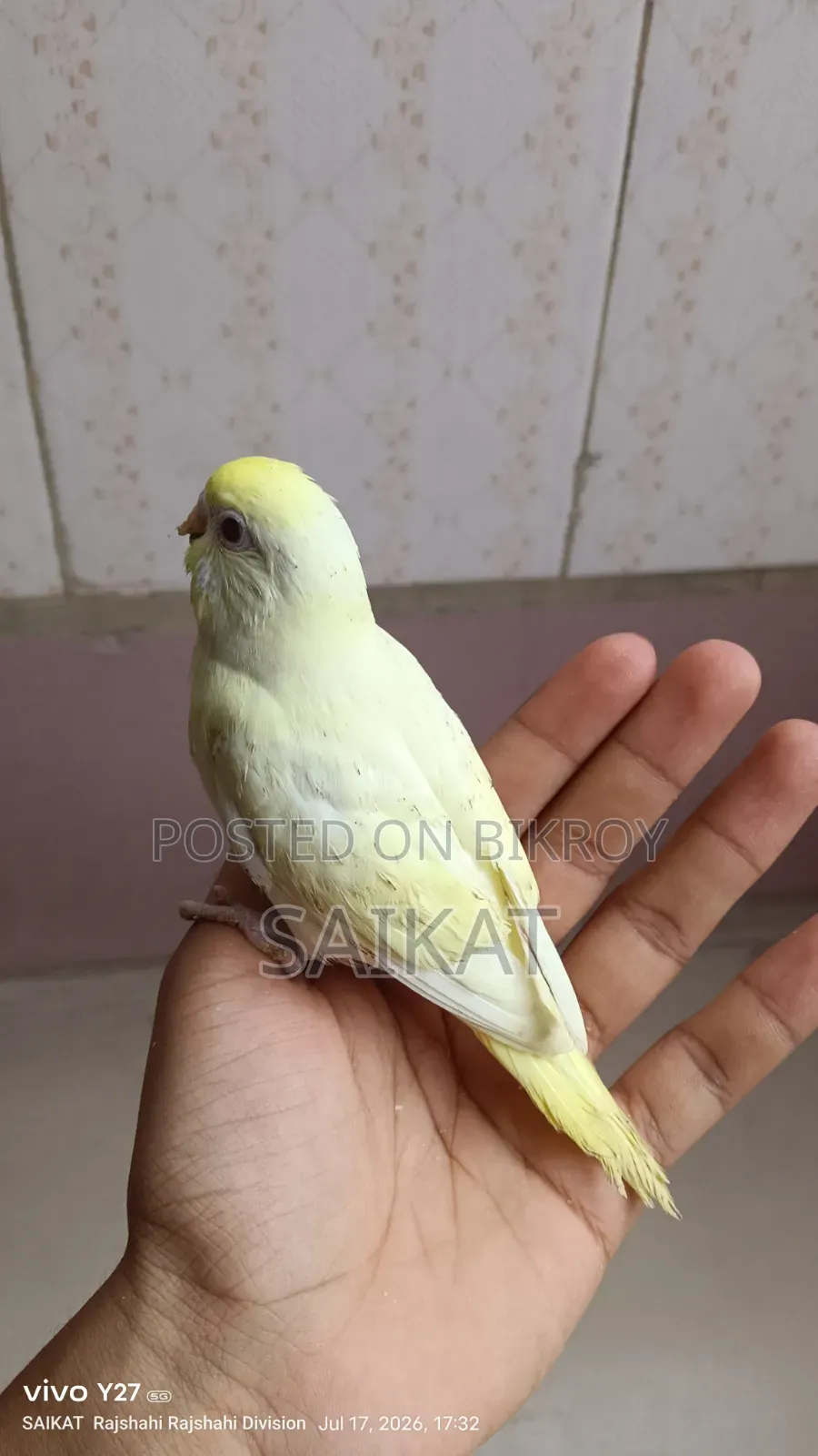Budgie Bird Chicks