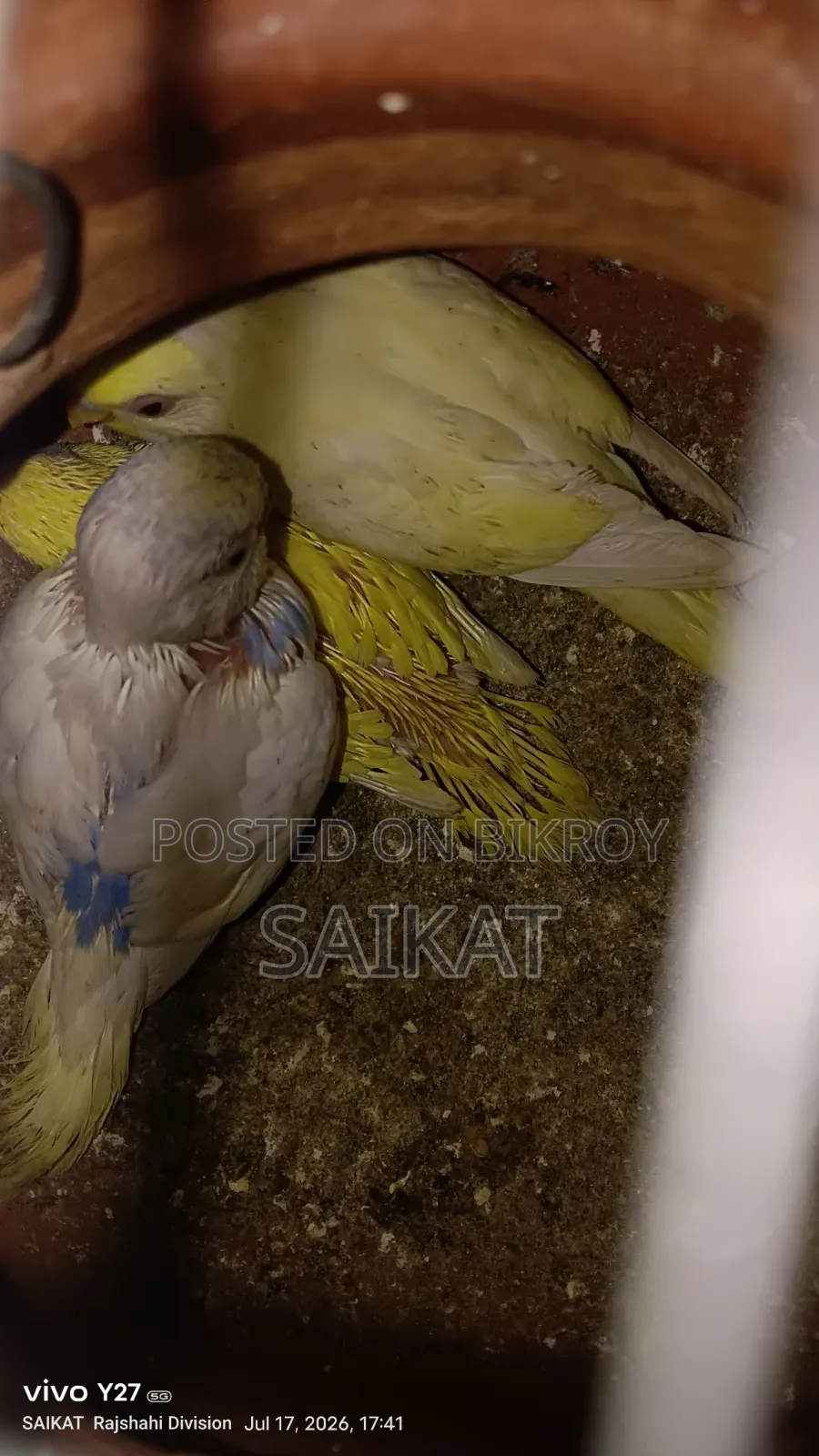 Budgie Bird Chicks