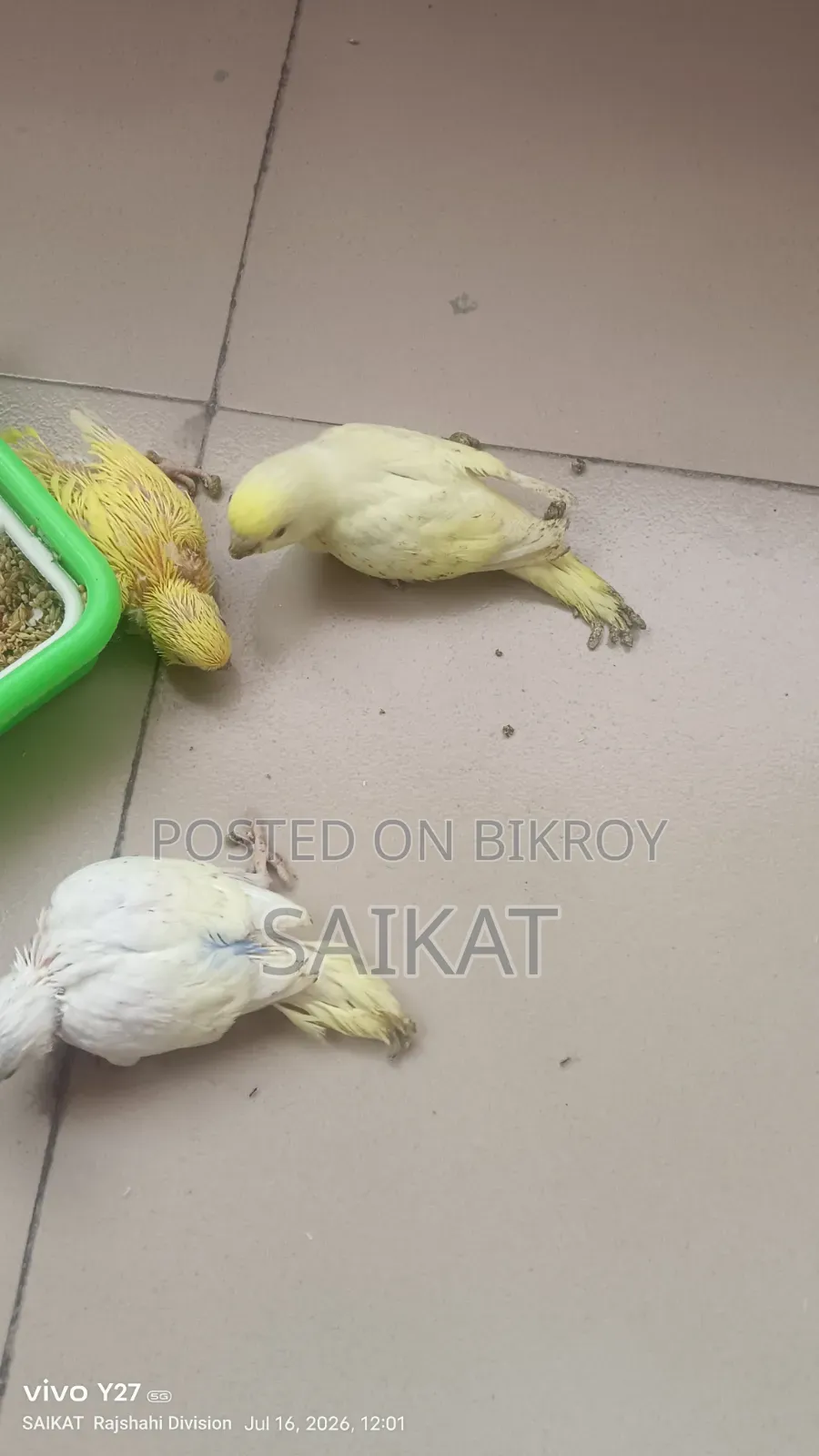 Budgie Bird Chicks
