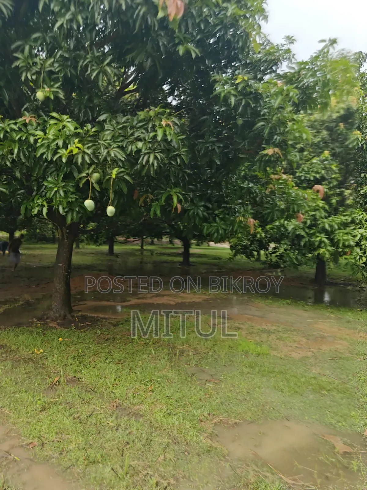 ১২ কাঠা জমি ছয়টা বড় আমগাছ সহ।
