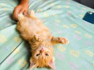 1-3 Months Male Purebred Persian