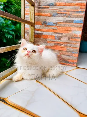1-3 Months Male Purebred Persian
