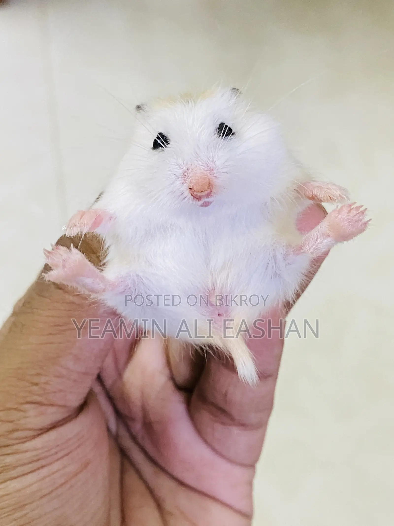 Robovroski Hamster Tame Female