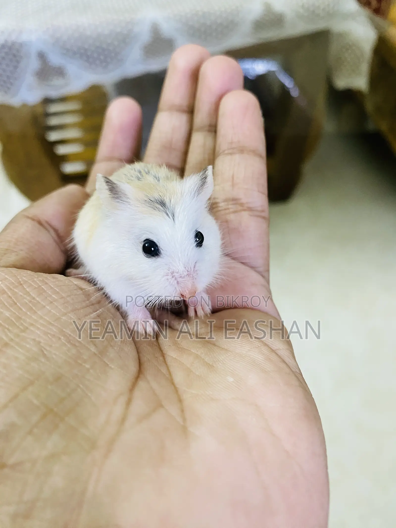 Robovroski Hamster Tame Female