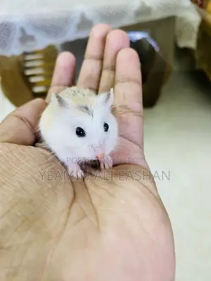 Robovroski Hamster Tame Female