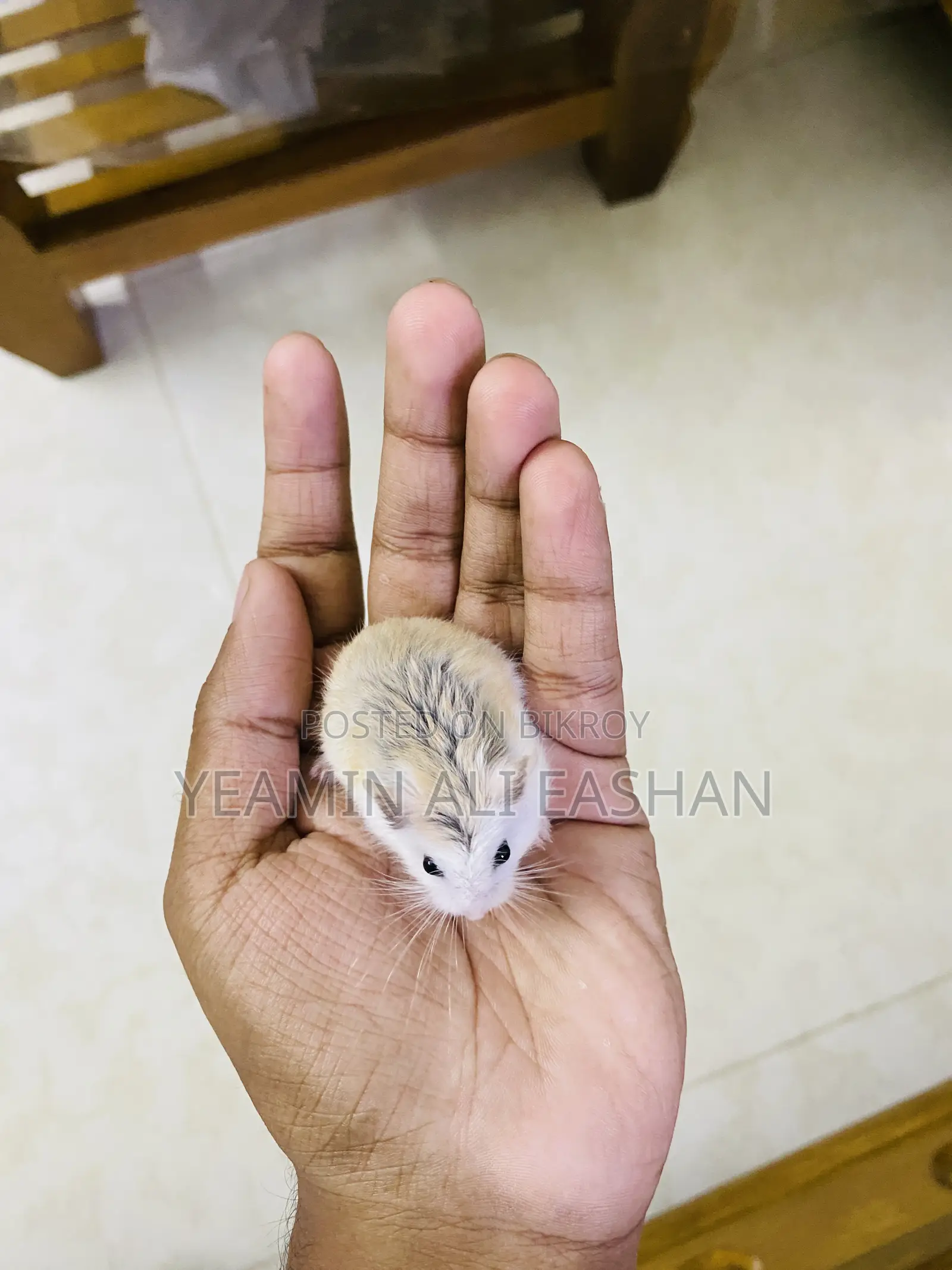 Robovroski Hamster Tame Female