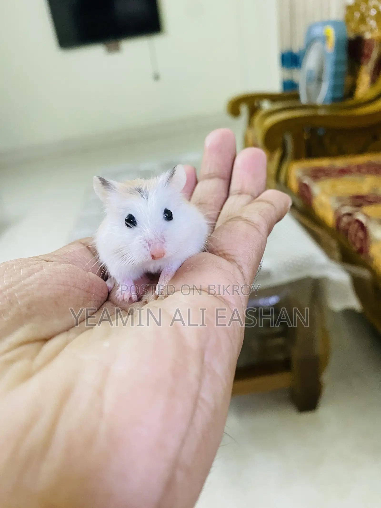 Robovroski Hamster Tame Female