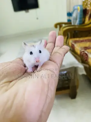 Robovroski Hamster Tame Female