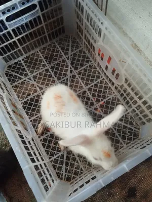 MD Sakibur Rahman