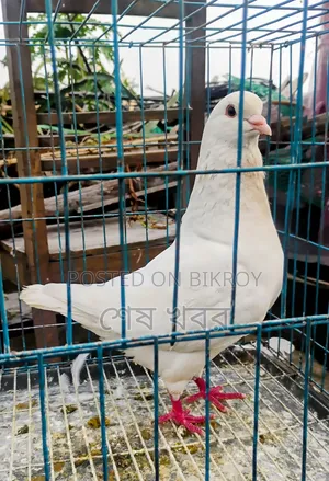 King Pigeon
