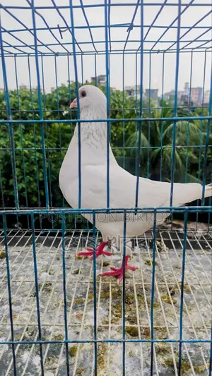 King Pigeon