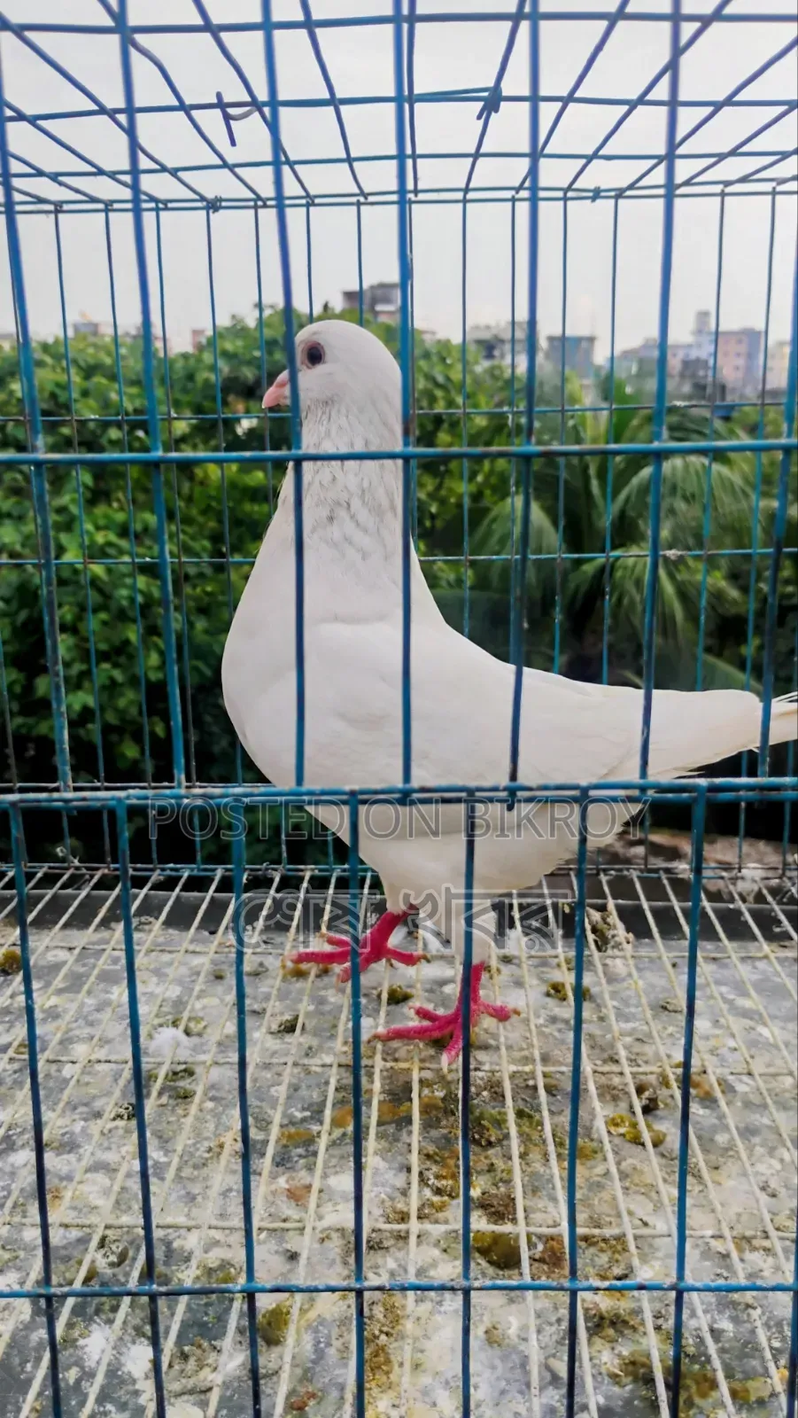 King Pigeon
