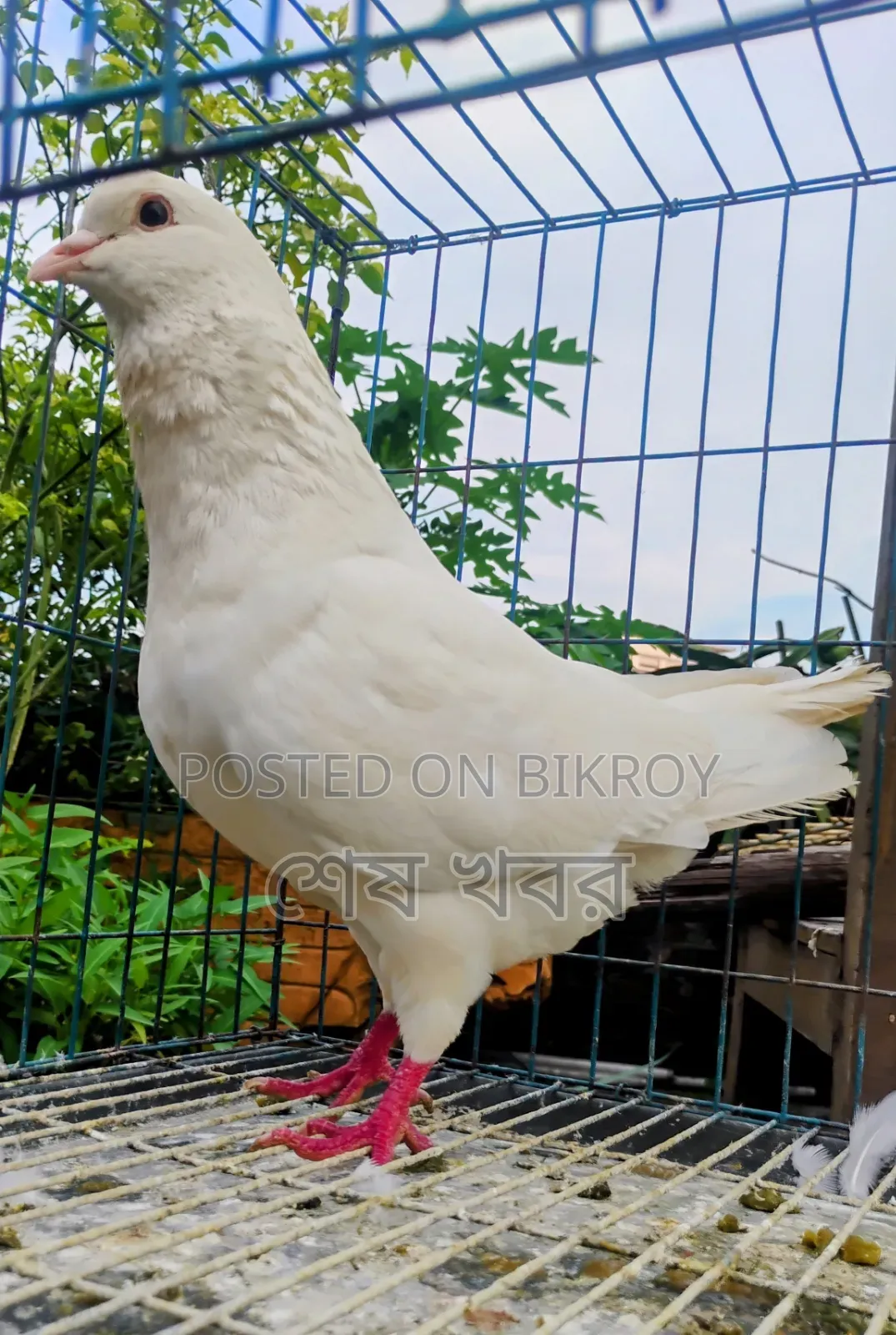 King Pigeon