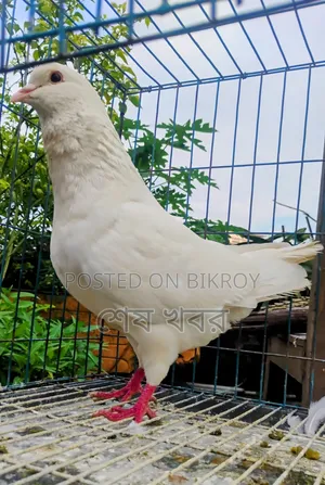 King Pigeon