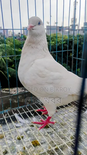 King Pigeon