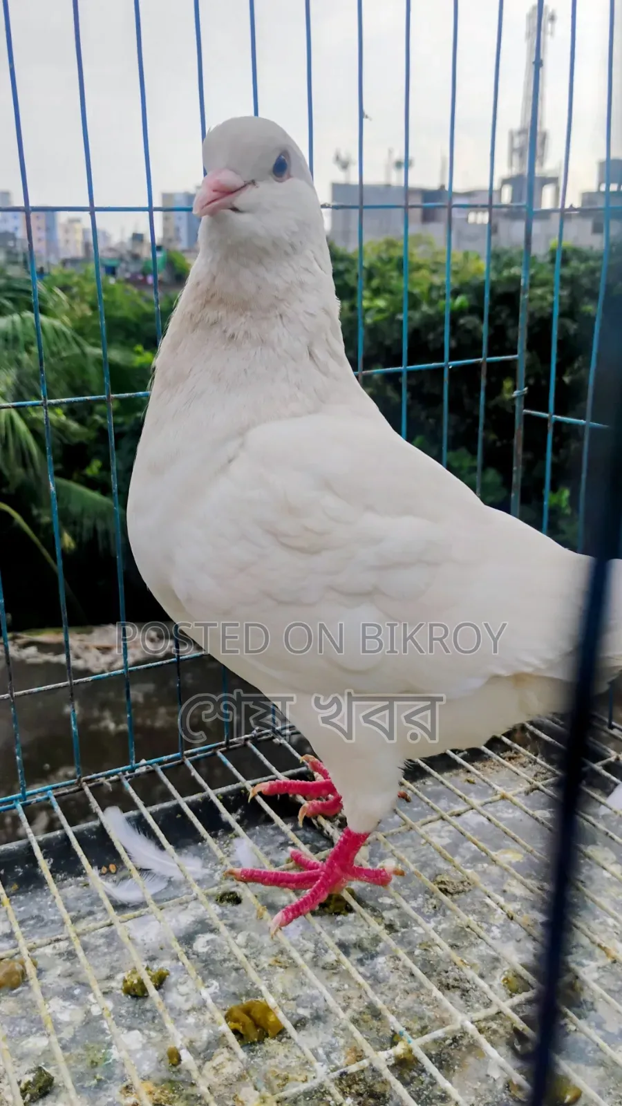 King Pigeon