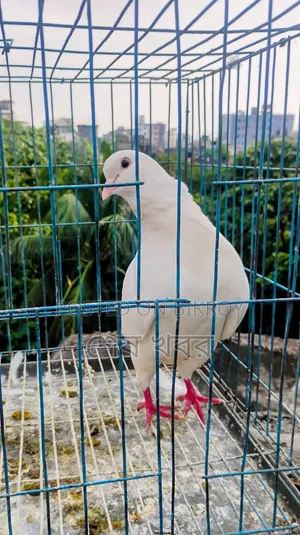 King Pigeon