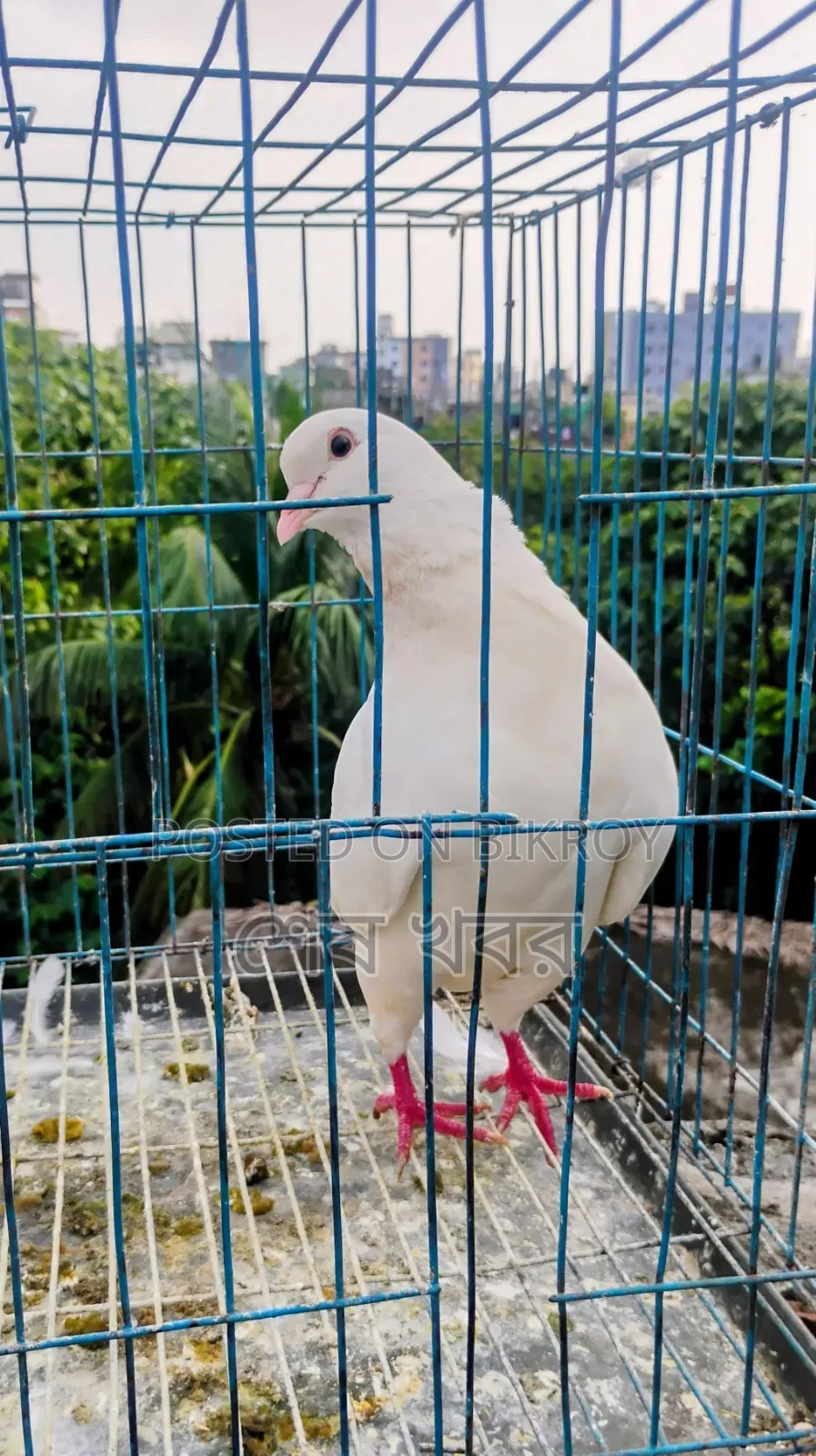 King Pigeon